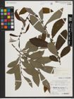 Foto von Salix appendiculata Vill.